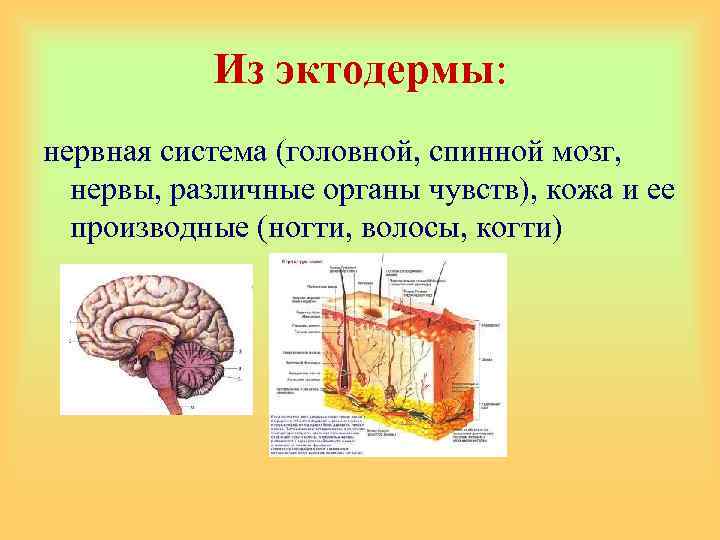 Из эктодермы: нервная система (головной, спинной мозг, нервы, различные органы чувств), кожа и ее