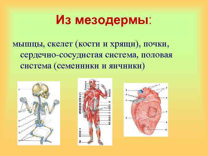 Из мезодермы: мышцы, скелет (кости и хрящи), почки, сердечно-сосудистая система, половая система (семенники и
