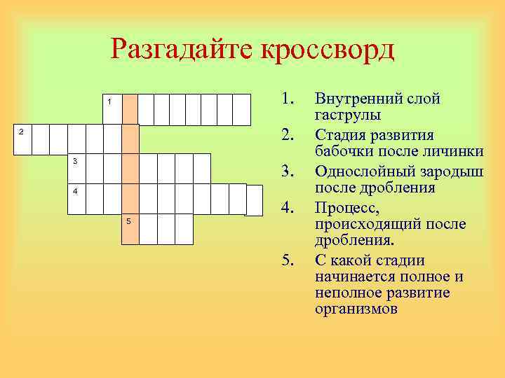 Разгадайте кроссворд 1. 1 2. 2 3 3. 4 4. 5 5. Внутренний слой