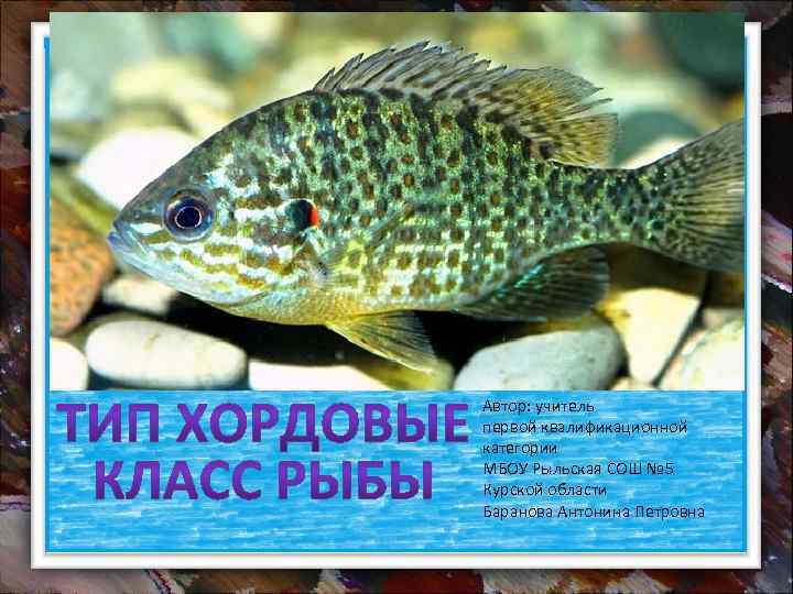 Автор: учитель первой квалификационной категории МБОУ Рыльская СОШ № 5 Курской области Баранова Антонина