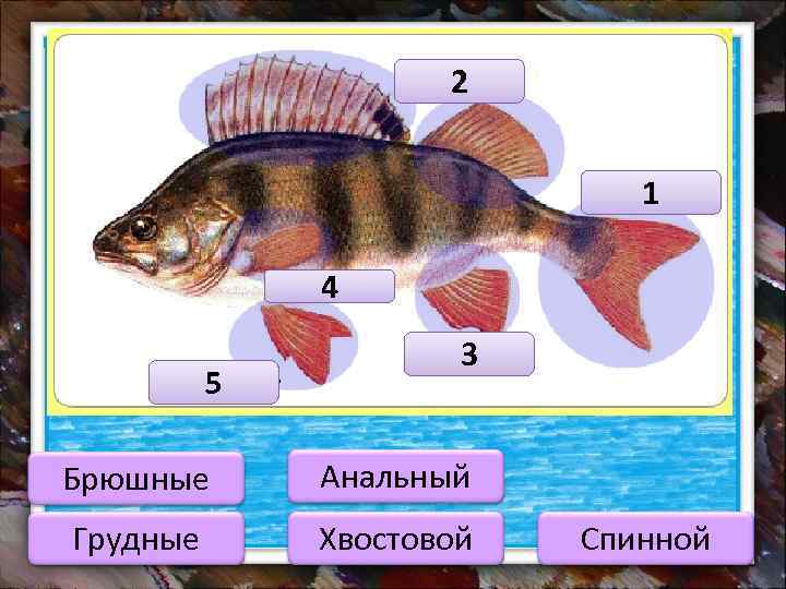 спинной 2 хвостовой 1 грудные 4 брюшные 5 анальный 3 Брюшные Анальный Грудные Хвостовой