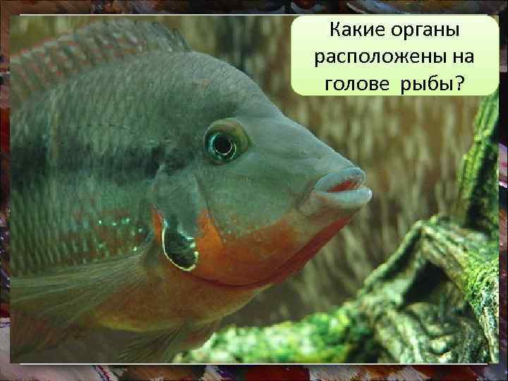 Какие органы расположены на голове рыбы? 
