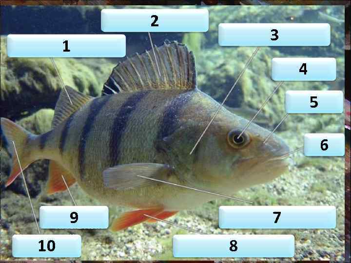 2 3 1 4 5 6 9 10 7 8 