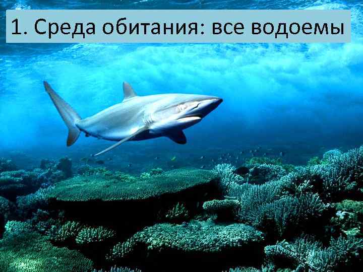 1. Среда обитания: все водоемы 