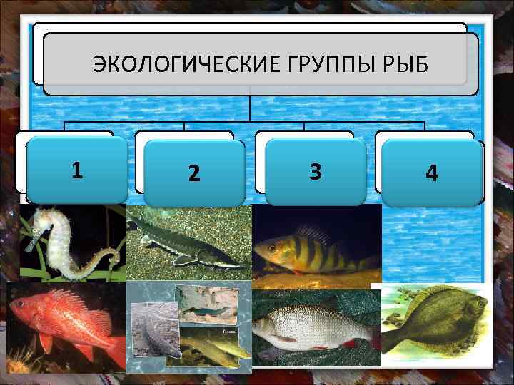 ЭКОЛОГИЧЕСКИЕ ГРУППЫ РЫБ МОРСКИЕ 1 ПРОХОД 2 НЫЕ ПРЕСНО 3 ВОДНЫЕ СОЛОНО 4 ВАТЫЕ
