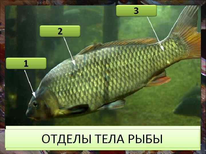 3 2 1 На какой вопрос можно ответить, изучив эту ОТДЕЛЫ ТЕЛА РЫБЫ фотографию?