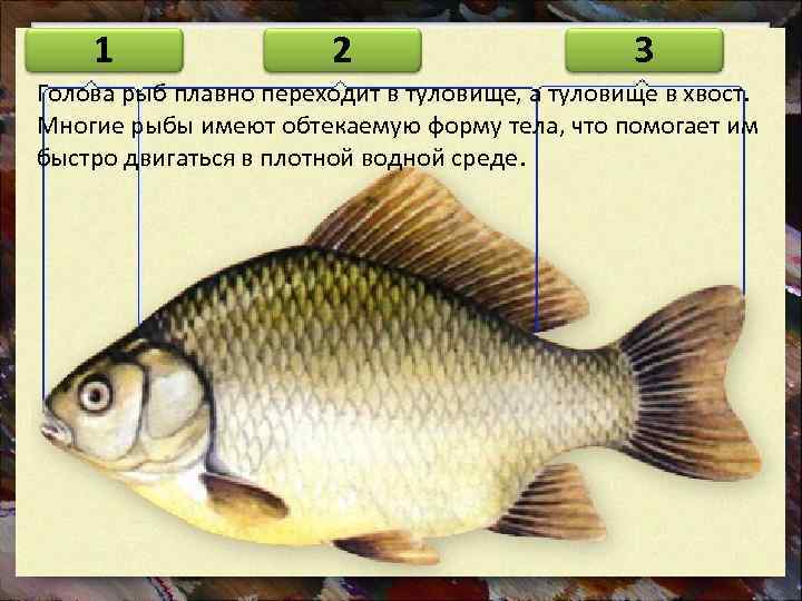 1 2 3 Голова рыб плавно переходит в туловище, а туловище в хвост. Многие