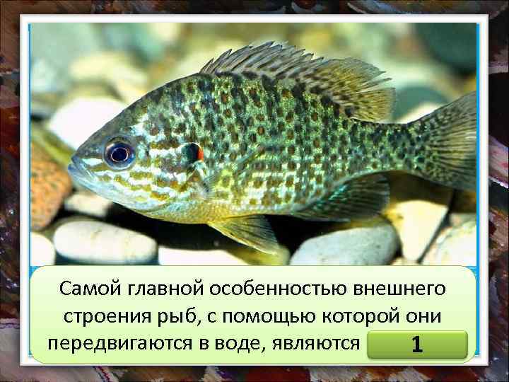 Самой главной особенностью внешнего строения рыб, с помощью которой они передвигаются в воде, являются
