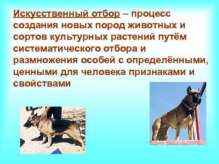 Искусственный отбор – процесс создания новых пород животных и сортов культурных растений путём систематического