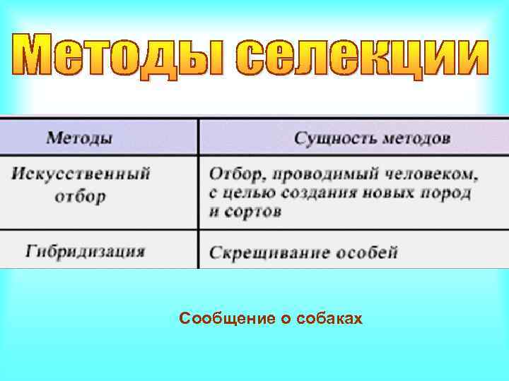 Сообщение о собаках 