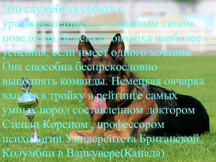 Это служебная собака с уравновешенным, подвижным типом поведения. Немецкая овчарка наиболее успешна, если имеет