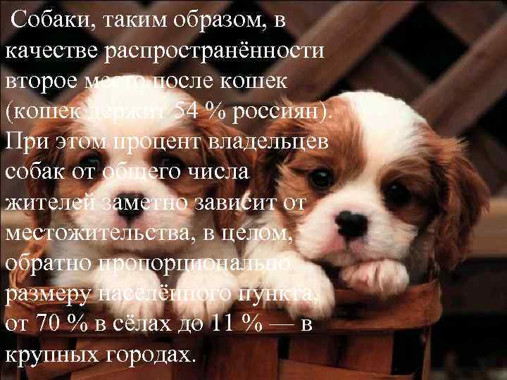  Собаки, таким образом, в качестве распространённости второе место после кошек (кошек держит 54
