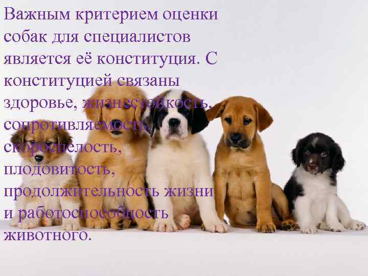 Важным критерием оценки собак для специалистов является её конституция. С конституцией связаны здоровье, жизнестойкость,
