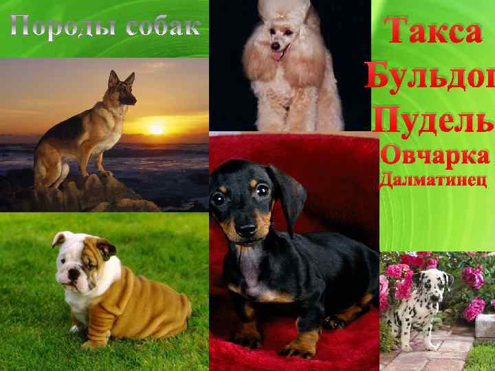 Такса Бульдог Пудель Овчарка Далматинец 