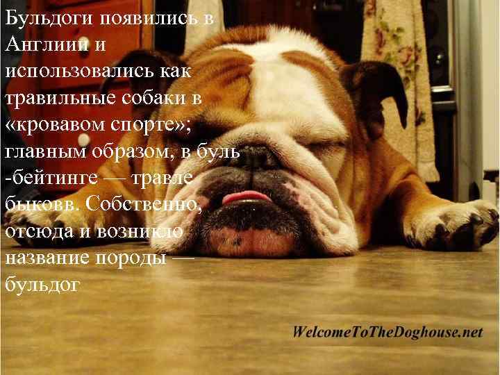 Бульдоги появились в Англиии и использовались как травильные собаки в «кровавом спорте» ; главным