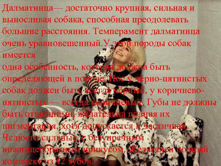 Далматинца— достаточно крупная, сильная и выносливая собака, способная преодолевать большие расстояния. Темперамент далматинца очень