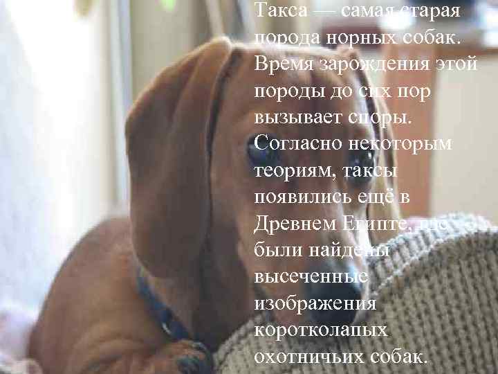 Такса — самая старая порода норных собак. Время зарождения этой породы до сих пор