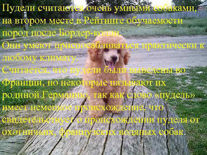 Пудели считаются очень умными собаками, на втором месте в Рейтинге обучаемости пород после Бордер-колли.