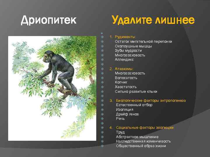 Дриопитек Удалите лишнее 1. Рудименты: Остаток мигательной перепонки Околоушные мышцы Зубы мудрости Многососковость Аппендикс