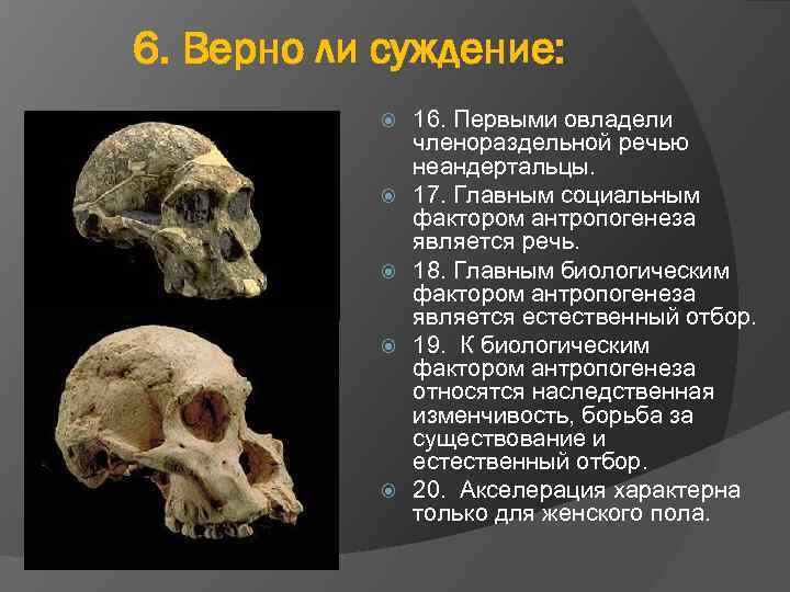 6. Верно ли суждение: 16. Первыми овладели членораздельной речью неандертальцы. 17. Главным социальным фактором