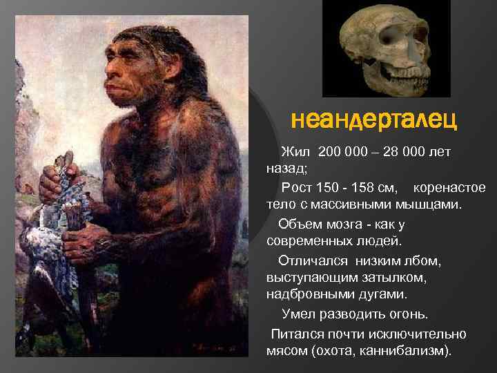 неандерталец Жил 200 000 – 28 000 лет назад; Рост 150 - 158 см,