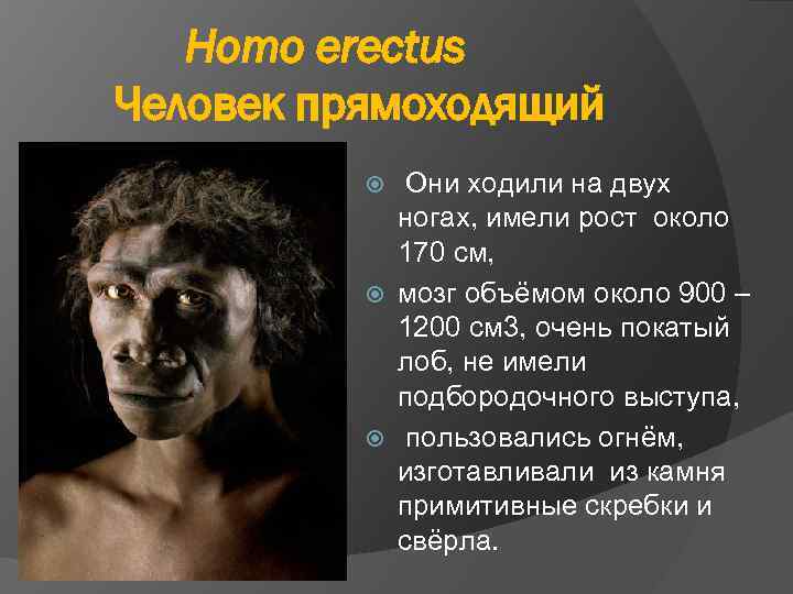 Homo erectus Человек прямоходящий Они ходили на двух ногах, имели рост около 170 см,