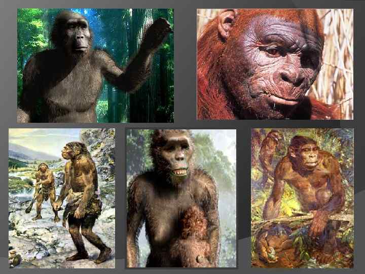 парантроп эфиопский парантроп бойсей 