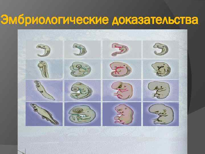 Эмбриологические доказательства 