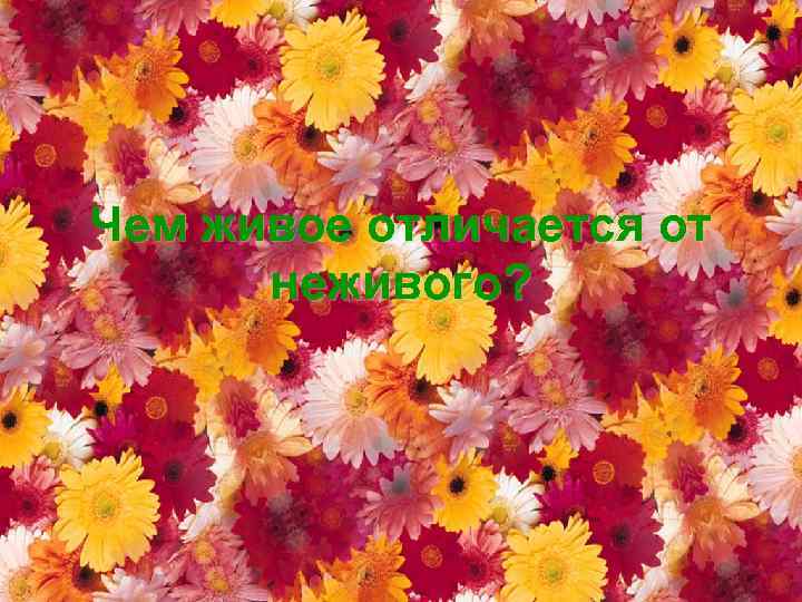 Чем живое отличается от неживого? 