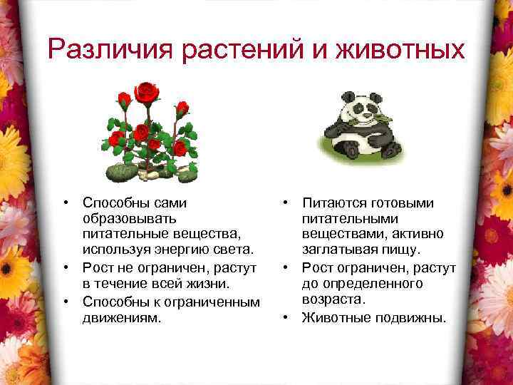Различия растений и животных • Способны сами образовывать питательные вещества, используя энергию света. •