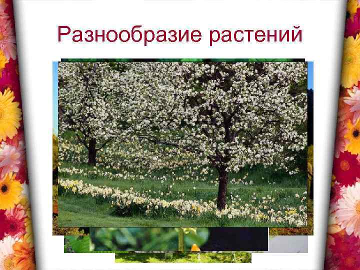 Разнообразие растений 