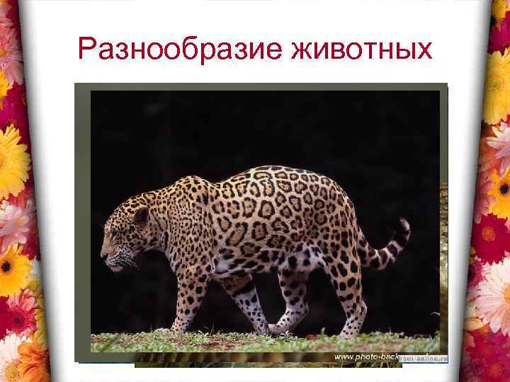 Разнообразие животных 