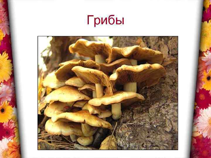 Грибы 