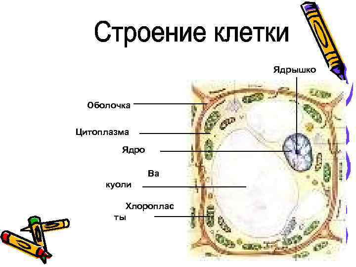 Ядрышко Оболочка Цитоплазма Ядро Ва куоли Хлороплас ты 