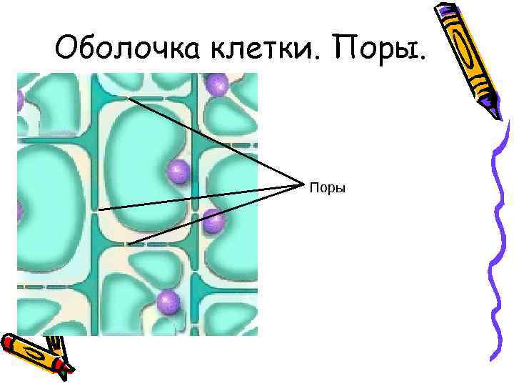 Оболочка клетки. Поры 