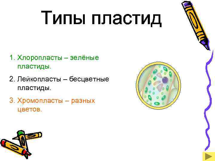 1. Хлоропласты – зелёные пластиды. 2. Лейкопласты – бесцветные пластиды. 3. Хромопласты – разных