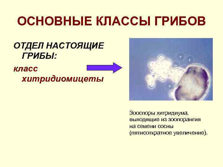 ОСНОВНЫЕ КЛАССЫ ГРИБОВ ОТДЕЛ НАСТОЯЩИЕ ГРИБЫ: класс хитридиомицеты Зооспоры хитридиума, выходящие из зоопорангия на