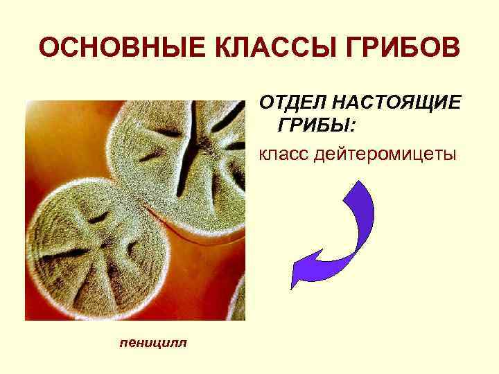ОСНОВНЫЕ КЛАССЫ ГРИБОВ ОТДЕЛ НАСТОЯЩИЕ ГРИБЫ: класс дейтеромицеты пеницилл 