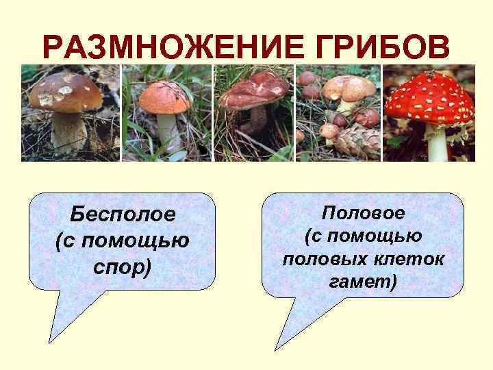 РАЗМНОЖЕНИЕ ГРИБОВ Бесполое (с помощью спор) Половое (с помощью половых клеток гамет) 