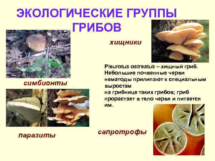 ЭКОЛОГИЧЕСКИЕ ГРУППЫ ГРИБОВ хищники симбионты паразиты Pleurotus ostreatus – хищный гриб. Небольшие почвенные черви