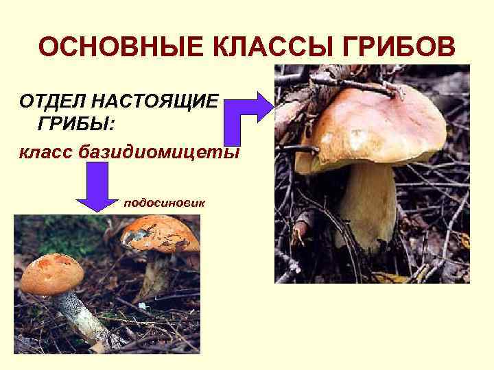 ОСНОВНЫЕ КЛАССЫ ГРИБОВ ОТДЕЛ НАСТОЯЩИЕ ГРИБЫ: класс базидиомицеты подосиновик 