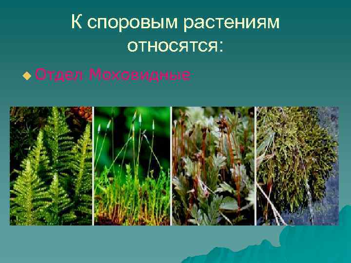 К споровым растениям относятся: u Отдел Моховидные 