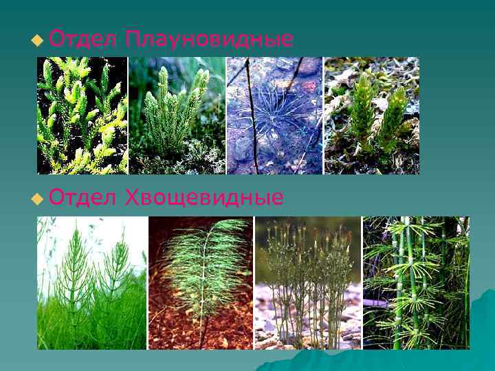 u Отдел Плауновидные u Отдел Хвощевидные 