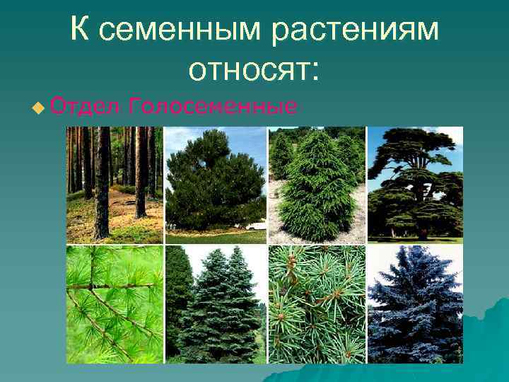 К семенным растениям относят: u Отдел Голосеменные 