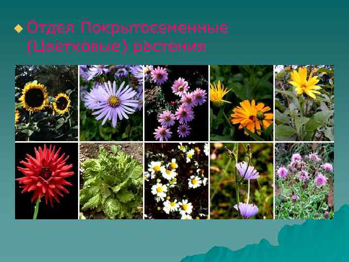 u Отдел Покрытосеменные (Цветковые) растения 