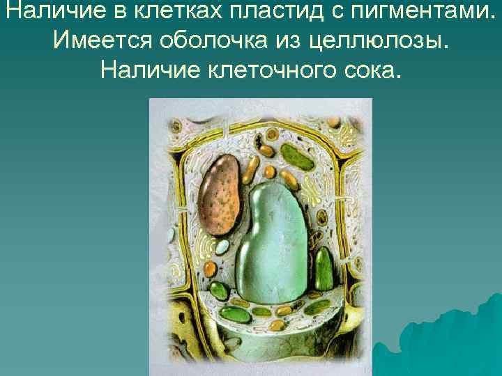 Наличие в клетках пластид с пигментами. Имеется оболочка из целлюлозы. Наличие клеточного сока. 