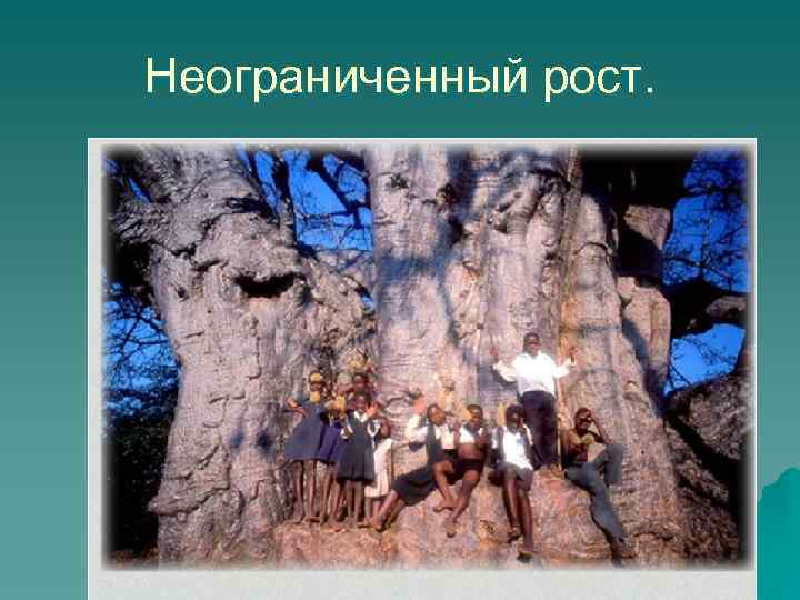 Неограниченный рост. 