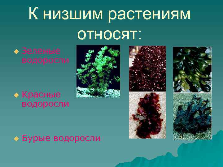 К низшим растениям относят: u u u Зеленые водоросли Красные водоросли Бурые водоросли 