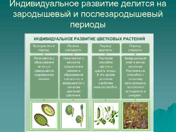 Индивидуальное развитие делится на зародышевый и послезародышевый периоды 
