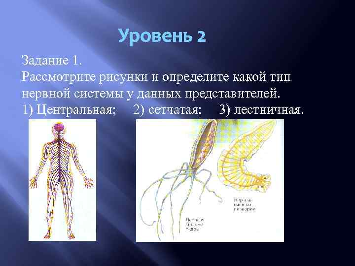 Уровень 2 Задание 1. Рассмотрите рисунки и определите какой тип нервной системы у данных